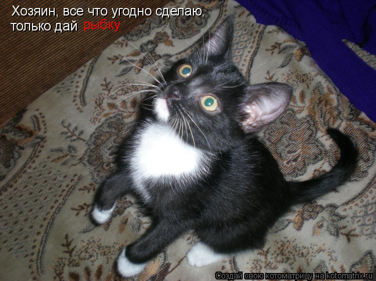 Хозяин, все что угодно сделаю, только дай рыбку... Котоматрица: Хозяин, все что угодно сделаю, только дай рыбку