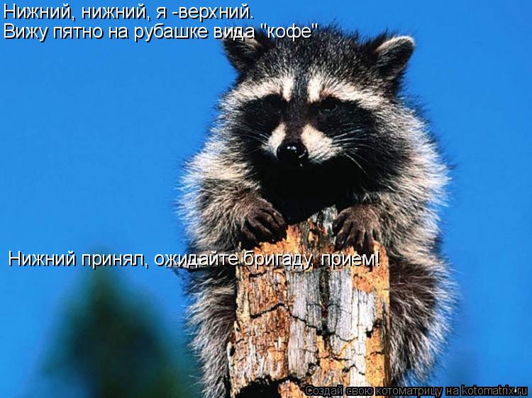 Котоматрица: Нижний, нижний, я -верхний. Вижу пятно на рубашке вида "кофе"   Нижний принял, ожидайте бригаду, прием!