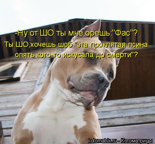 -Ну от ШО ты мне орешь:"Фас"? Ты ШО,хочешь шоб "эта проклятая псина опять кого-то искусала до смерти"... Котоматрица: -Ну от ШО ты мне орешь:"Фас"? Ты ШО,хочешь шоб "эта проклятая псина опять кого-то искусала до смерти"?