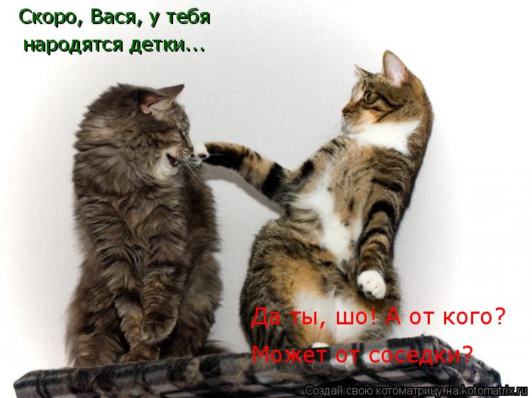 Скоро, Вася, у тебя народятся детки... Да ты, шо! А от кого? Может от соседки?... Котоматрица: Скоро, Вася, у тебя народятся детки... Да ты, шо! А от кого? Может от соседки?