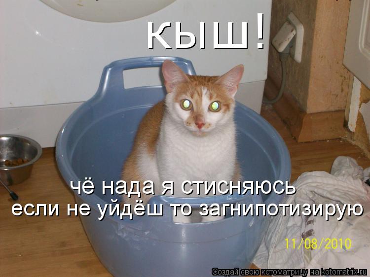 чё нада я стисняюсь если не уйдёш то загнипотизирую если не уйдёш то загнипотизирую кыш кыш!... Котоматрица: чё нада я стисняюсь если не уйдёш то загнипотизирую если не уйдёш то загнипотизирую кыш кыш!