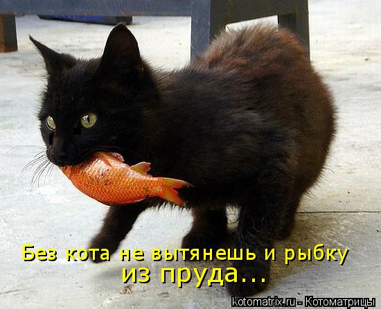 Без кота не вытянешь и рыбку из пруда...... Котоматрица: Без кота не вытянешь и рыбку из пруда...