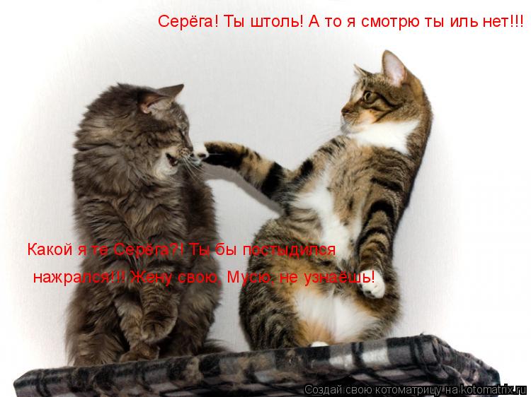 Серёга! Ты штоль! А то я смотрю ты иль нет!!! Какой я те Серёга?! Ты бы постыдился Какой я те Серёга... Котоматрица: Серёга! Ты штоль! А то я смотрю ты иль нет!!! Какой я те Серёга?! Ты бы постыдился Какой я те Серёга?! Ты бы постыдился нажрался!!! Жену свою, Мус