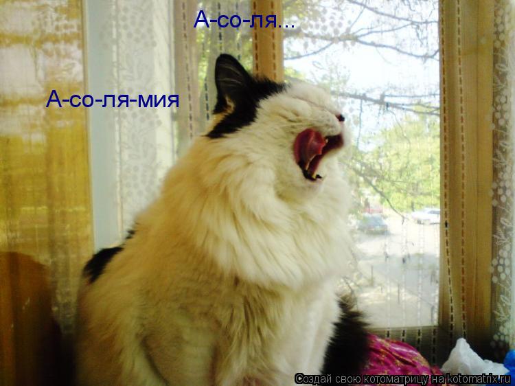 А-со-ля... А-со-ля-мия... Котоматрица: А-со-ля... А-со-ля-мия