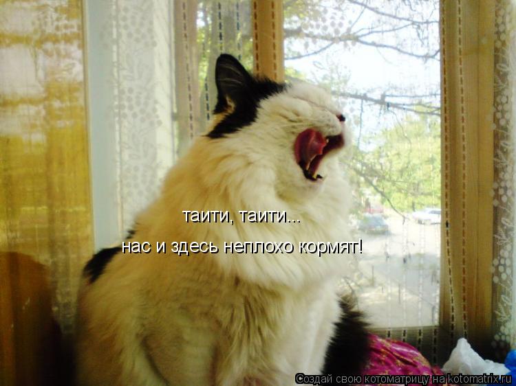 таити, таити... нас и здесь неплохо кормят!... Котоматрица: таити, таити... нас и здесь неплохо кормят!