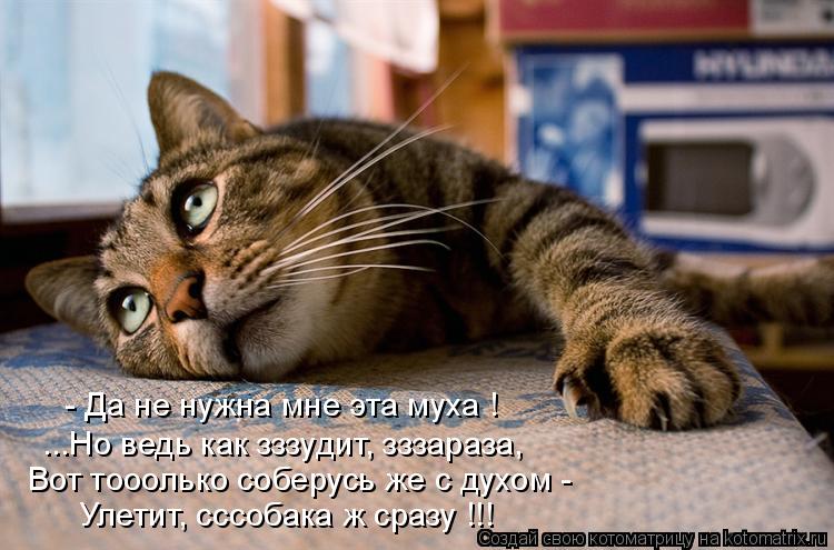 - Да не нужна мне эта муха ! ...Но ведь как зззудит, зззараза, Вот тооолько соберусь же с духом - Уле... Котоматрица: - Да не нужна мне эта муха ! ...Но ведь как зззудит, зззараза, Вот тооолько соберусь же с духом - Улетит, сссобака ж сразу !!!