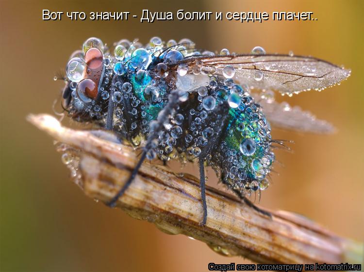 Вот что значит - Душа болит и сердце плачет..... Котоматрица: Вот что значит - Душа болит и сердце плачет..