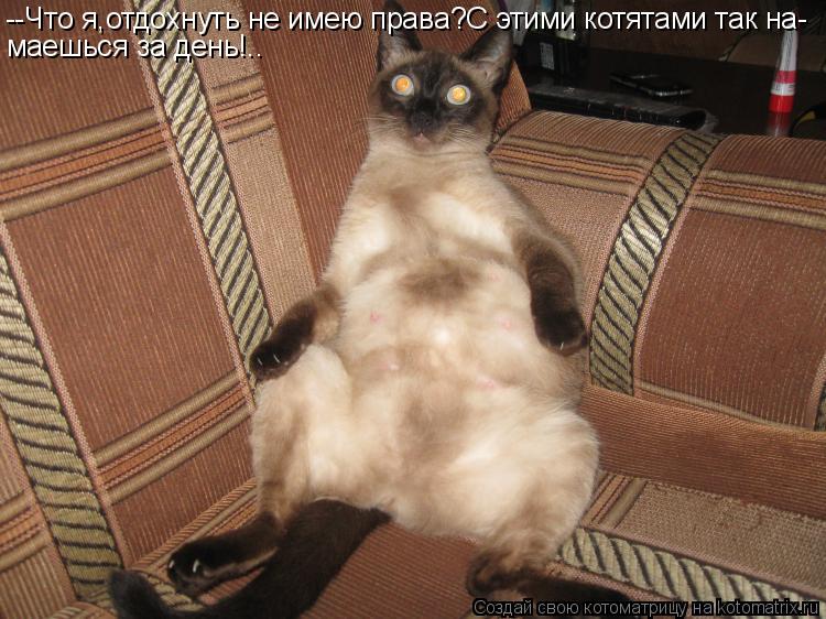 --Что я,отдохнуть не имею права?С этими котятами так на- маешься за день!..... Котоматрица: --Что я,отдохнуть не имею права?С этими котятами так на- маешься за день!..