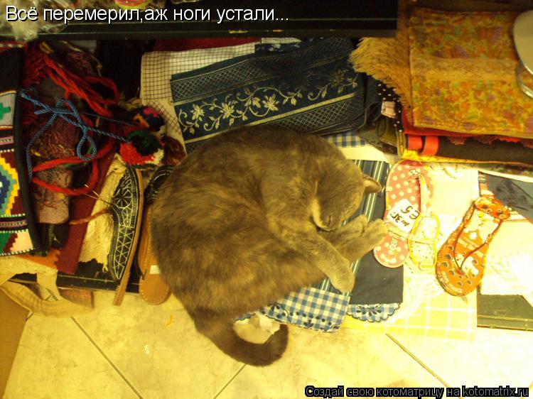 Всё перемерил,аж ноги устали...... Котоматрица: Всё перемерил,аж ноги устали...