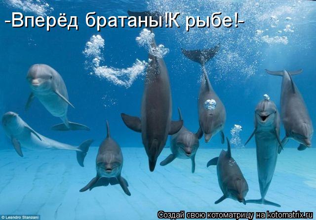 -Вперёд братаны!К рыбе!-... Котоматрица: -Вперёд братаны!К рыбе!-