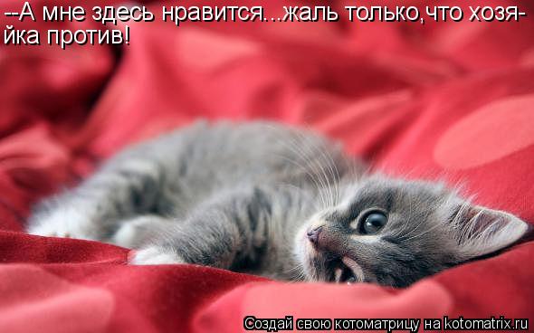 --А мне здесь нравится...жаль только,что хозя- йка против!... Котоматрица: --А мне здесь нравится...жаль только,что хозя- йка против!