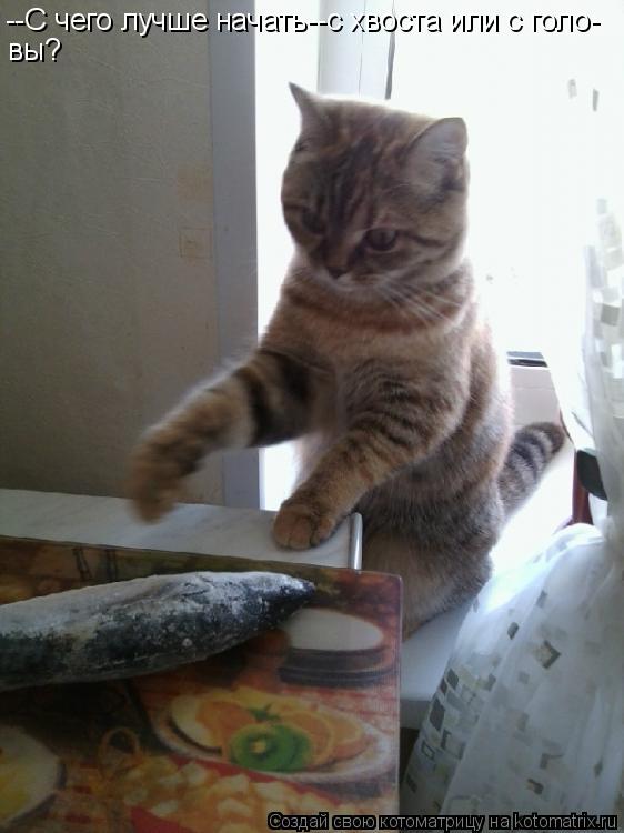 --С чего лучше начать--с хвоста или с голо- вы?... Котоматрица: --С чего лучше начать--с хвоста или с голо- вы?