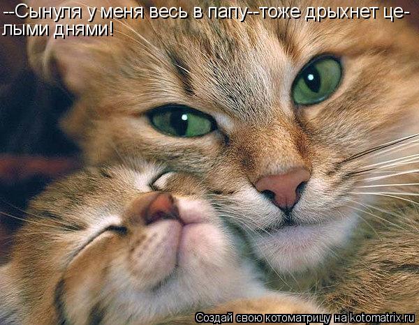 --Сынуля у меня весь в папу--тоже дрыхнет це- лыми днями!... Котоматрица: --Сынуля у меня весь в папу--тоже дрыхнет це- лыми днями!