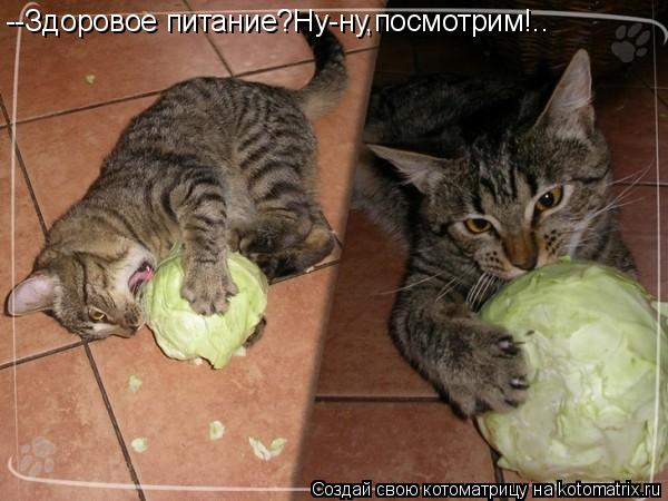 --Здоровое питание?Ну-ну,посмотрим!..... Котоматрица: --Здоровое питание?Ну-ну,посмотрим!..