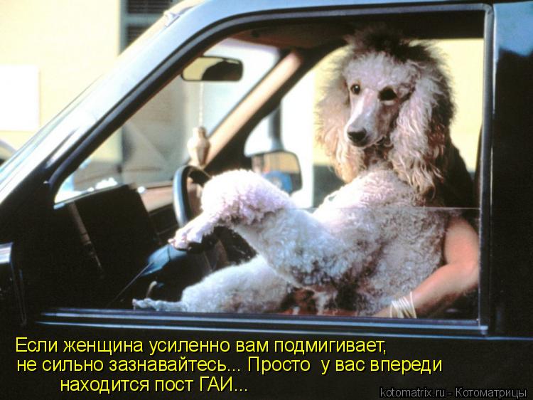 Если женщина усиленно вам подмигивает, не сильно зазнавайтесь... Просто у вас впереди находится пос... Котоматрица: Если женщина усиленно вам подмигивает, не сильно зазнавайтесь... Просто у вас впереди находится пост ГАИ...