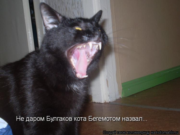 Не даром Булгаков кота Бегемотом назвал...... Котоматрица: Не даром Булгаков кота Бегемотом назвал...