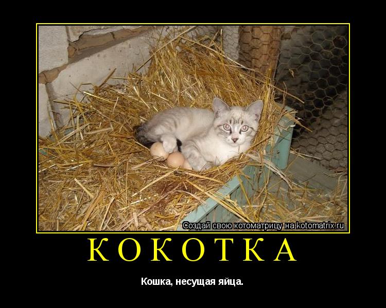 Кокотка Кошка, несущая яйца.... Котоматрица: Кокотка Кошка, несущая яйца.