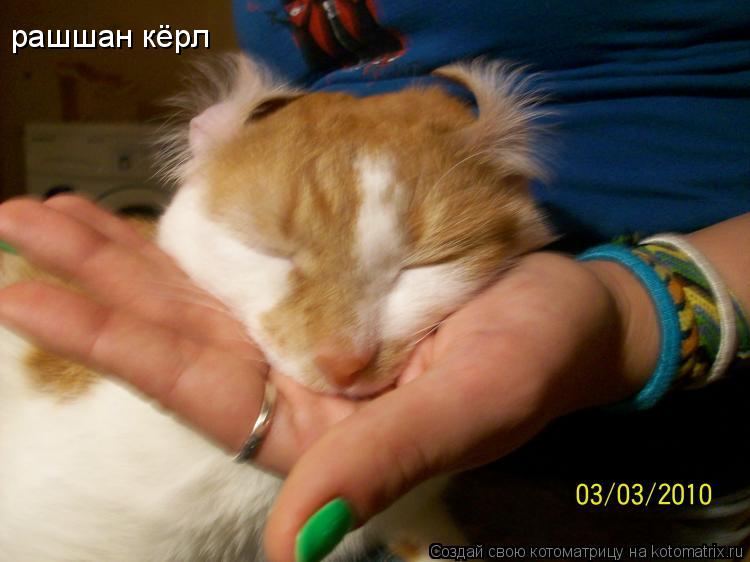 рашшан кёрл... Котоматрица: рашшан кёрл