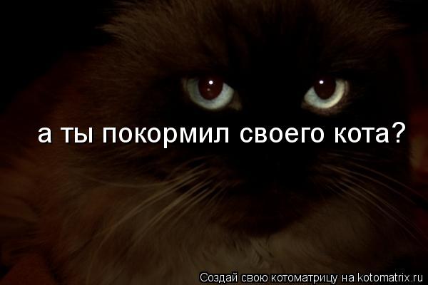 а ты покормил своего кота?... Котоматрица: а ты покормил своего кота?