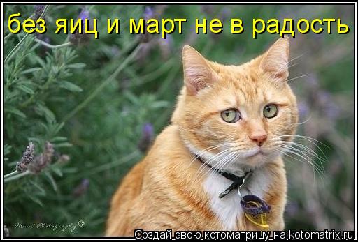 без яиц и март не в радость... Котоматрица: без яиц и март не в радость