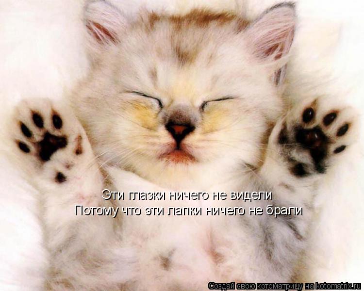 Эти глазки ничего не видели Потому что эти лапки ничего не брали... Котоматрица: Эти глазки ничего не видели Потому что эти лапки ничего не брали