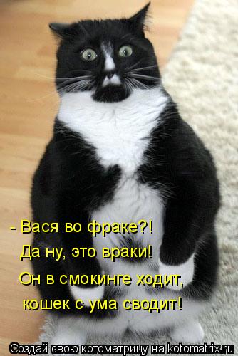 - Вася во фраке?! Да ну, это враки! Он в смокинге ходит, кошек с ума сводит!... Котоматрица: - Вася во фраке?! Да ну, это враки! Он в смокинге ходит, кошек с ума сводит!
