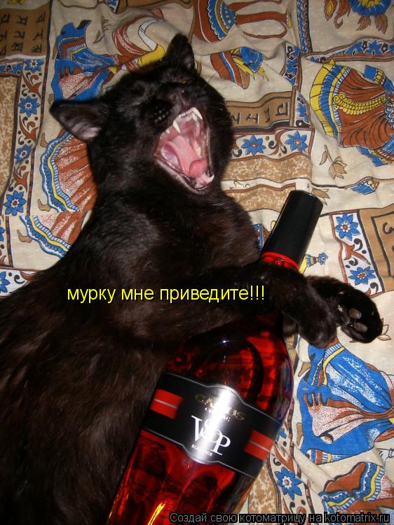 мурку мне приведите!!!... Котоматрица: мурку мне приведите!!!