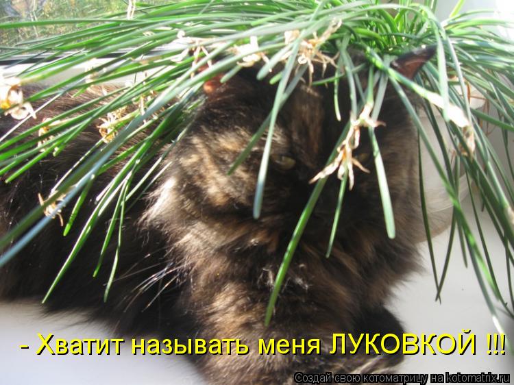 - Хватит называть меня ЛУКОВКОЙ !!!... Котоматрица: - Хватит называть меня ЛУКОВКОЙ !!!