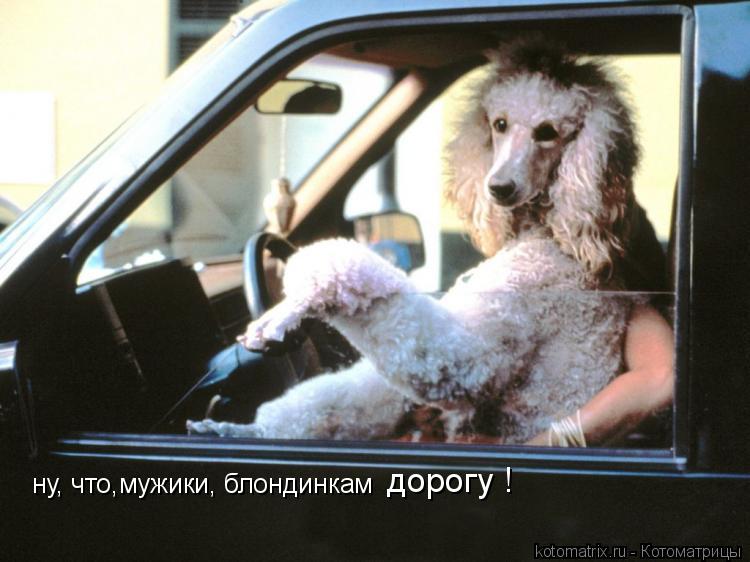 ну, что,мужики, блондинкам дорогу !... Котоматрица: ну, что,мужики, блондинкам дорогу !