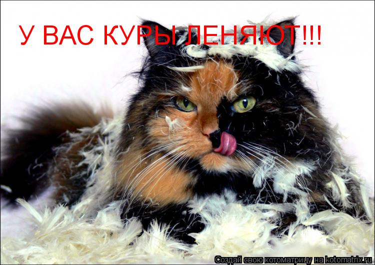 У ВАС КУРЫ ЛЕНЯЮТ!!!... Котоматрица: У ВАС КУРЫ ЛЕНЯЮТ!!!
