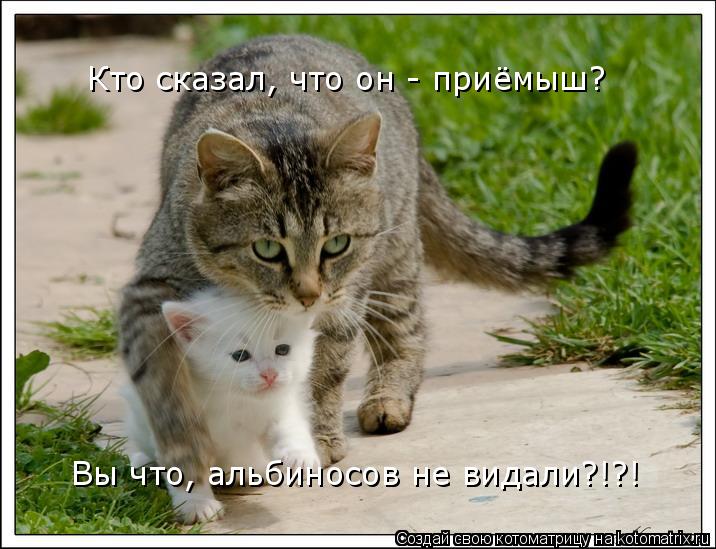 Кто сказал, что он - приёмыш? Вы что, альбиносов не видали?!?!... Котоматрица: Кто сказал, что он - приёмыш? Вы что, альбиносов не видали?!?!