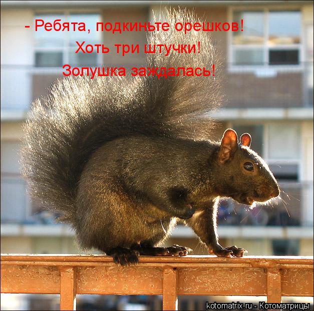 - Ребята, подкиньте орешков! Хоть три штучки! Золушка заждалась!... Котоматрица: - Ребята, подкиньте орешков! Хоть три штучки! Золушка заждалась!
