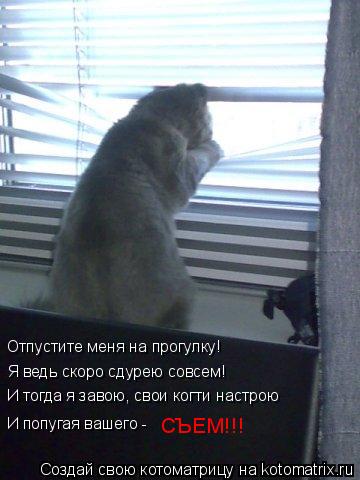 Отпустите меня на прогулку! Я ведь скоро сдурею совсем! И тогда я завою, свои когти настрою И попугая... Котоматрица: Отпустите меня на прогулку! Я ведь скоро сдурею совсем! И тогда я завою, свои когти настрою И попугая вашего - СЪЕМ!!!
