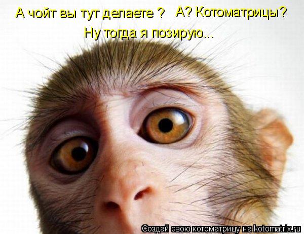 А чойт вы тут делаете ? А? Котоматрицы? Ну тогда я позирую...... Котоматрица: А чойт вы тут делаете ? А? Котоматрицы? Ну тогда я позирую...