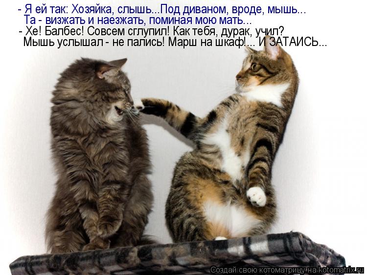 - Я ей так: Хозяйка, слышь...Под диваном, вроде, мышь... Та - визжать и наезжать, поминая мою мать..... Котоматрица: - Я ей так: Хозяйка, слышь...Под диваном, вроде, мышь... Та - визжать и наезжать, поминая мою мать... - Хе! Балбес! Совсем сглупил! Как тебя, дурак