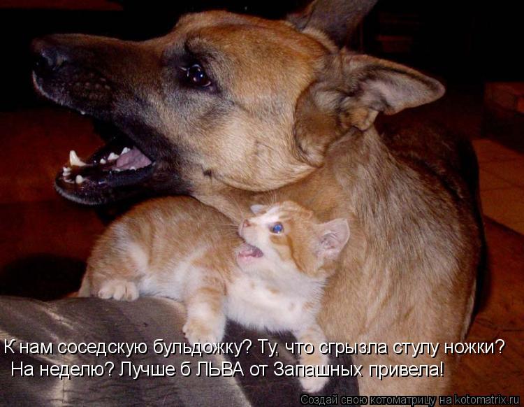 На неделю? Лучше б ЛЬВА от Запашных привела! К нам соседскую бульдожку? Ту, что сгрызла стулу ножки?... Котоматрица: На неделю? Лучше б ЛЬВА от Запашных привела! К нам соседскую бульдожку? Ту, что сгрызла стулу ножки?