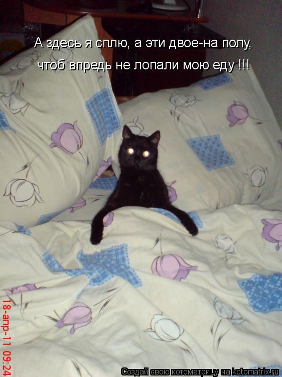 А здесь я сплю, а эти двое-на полу, чтоб впредь не лопали мою еду !!!... Котоматрица: А здесь я сплю, а эти двое-на полу, чтоб впредь не лопали мою еду !!!