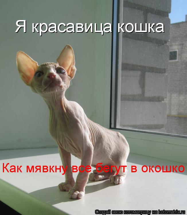 Я красавица кошка Как мявкну все бегут в окошко... Котоматрица: Я красавица кошка Как мявкну все бегут в окошко