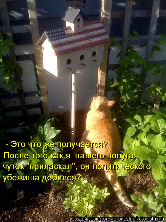 - Это что же получается? После того как я нашего попугая чуток "приласкал", он политического убежища... Котоматрица: - Это что же получается? После того как я нашего попугая чуток "приласкал", он политического убежища добился?