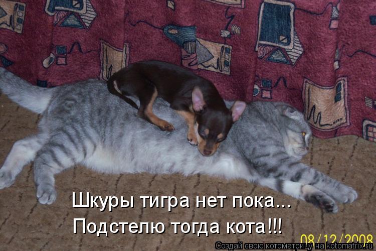 Шкуры тигра нет пока... Подстелю тогда кота!!!... Котоматрица: Шкуры тигра нет пока... Подстелю тогда кота!!!