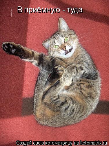 В приёмную - туда.... Котоматрица: В приёмную - туда.