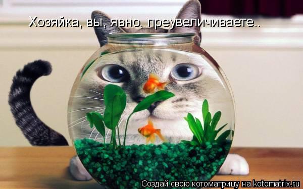 Хозяйка, вы, явно, преувеличиваете..... Котоматрица: Хозяйка, вы, явно, преувеличиваете..