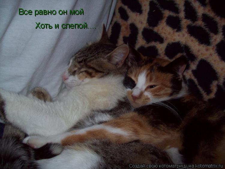 Все равно он мой Хоть и слепой....... Котоматрица: Все равно он мой Хоть и слепой....