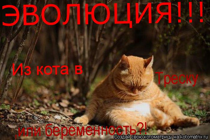 ЭВОЛЮЦИЯ!!! Из кота в Треску ,или беременность?!... Котоматрица: ЭВОЛЮЦИЯ!!! Из кота в Треску ,или беременность?!