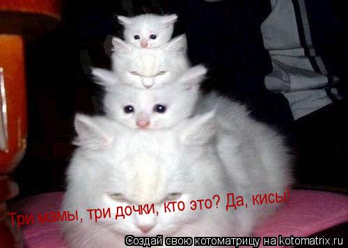 Три мамы, три дочки, кто это? Да, кисы!... Котоматрица: Три мамы, три дочки, кто это? Да, кисы!