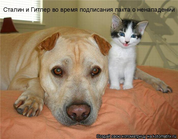 Сталин и Гитлер во время подписания пакта о ненападении... Котоматрица: Сталин и Гитлер во время подписания пакта о ненападении