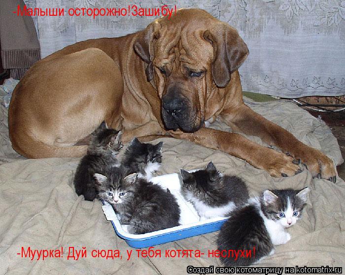 -Малыши осторожно! -Малыши осторожно!Зашибу! -Муурка! Дуй сюда, у тебя котята- неслухи!... Котоматрица: -Малыши осторожно! -Малыши осторожно!Зашибу! -Муурка! Дуй сюда, у тебя котята- неслухи!