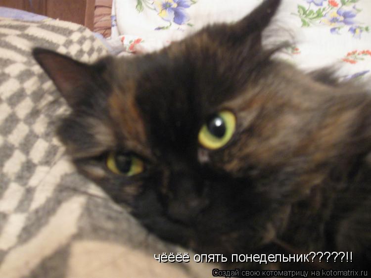 чёёёё опять понедельник?????!!... Котоматрица: чёёёё опять понедельник?????!!