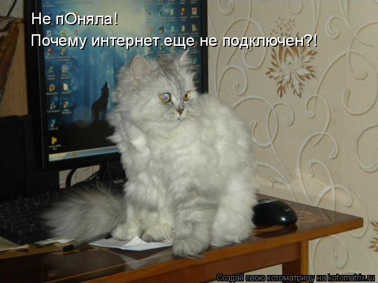 Не пОняла! Почему интернет еще не подключен?!... Котоматрица: Не пОняла! Почему интернет еще не подключен?!