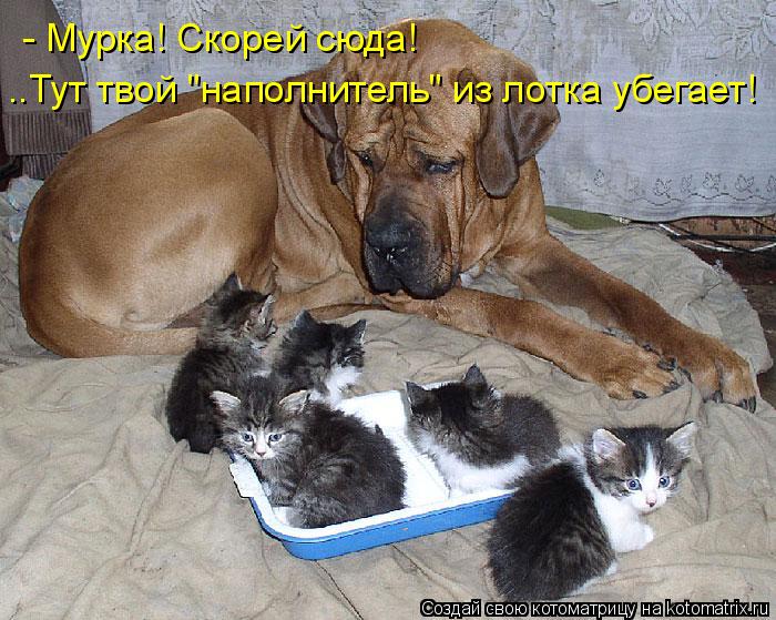 - Мурка! Скорей сюда! ..Тут твой "наполнитель" из лотка убегает!... Котоматрица: - Мурка! Скорей сюда! ..Тут твой "наполнитель" из лотка убегает!